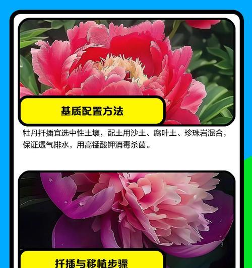 哪些观赏植物适合扦插繁殖？扦插的正确步骤是什么？