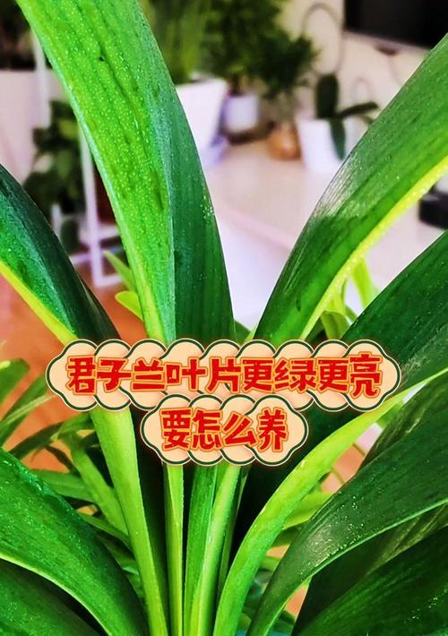 君子兰摘叶子的正确方法是什么？