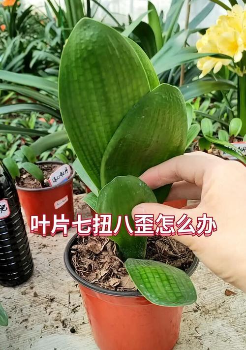 君子兰摘叶子的正确方法是什么？