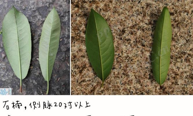 石楠叶子黄化的原因是什么？