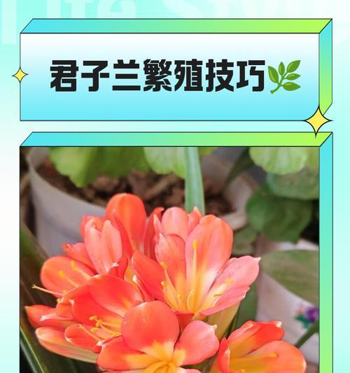 君子兰种子播种的正确方法是什么？