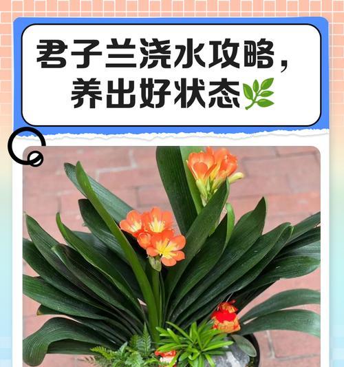 君子兰小苗秋冬怎么养？秋冬季节的特别养护措施有哪些？