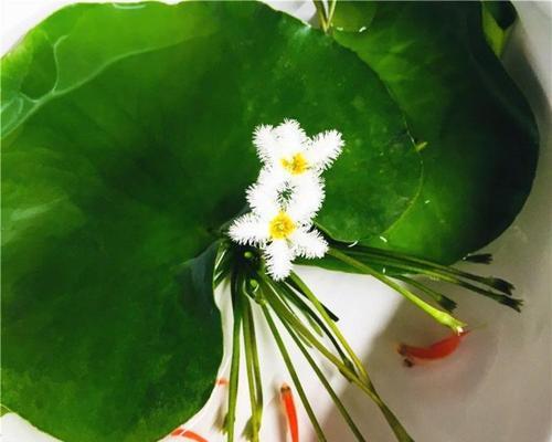 四季室内水生植物有哪些？怎样维护才能四季常青？