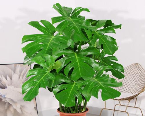 四季室内水生植物有哪些？怎样维护才能四季常青？