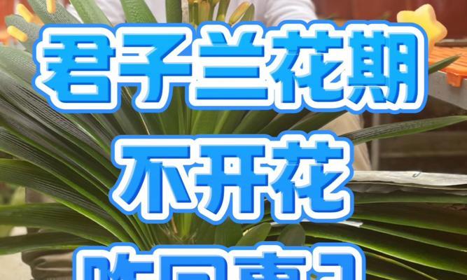 君子兰多年不开花的原因及解决办法？