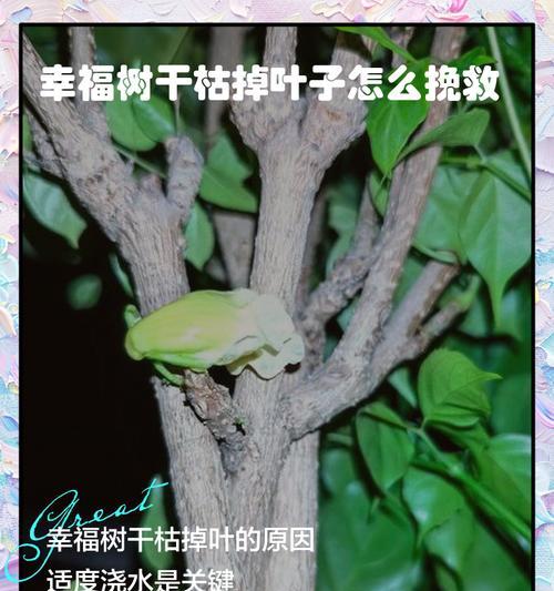 幸福树叶子发黄干枯？如何有效解决？