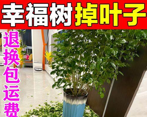 幸福树叶子发黄干枯？如何有效解决？