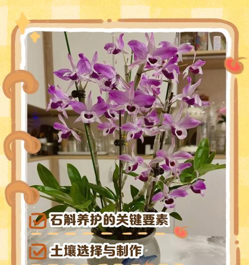 自制石斛土肥料的方法是什么？