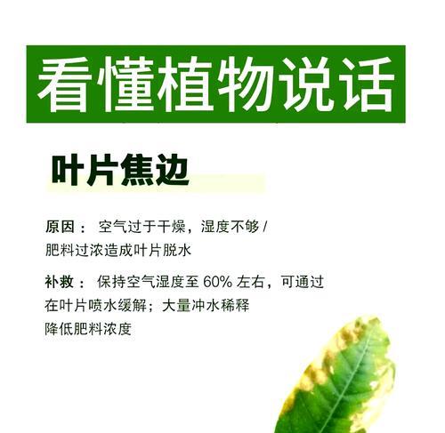 臭菜叶子发黄焦枯了怎么办？如何恢复植物的健康？