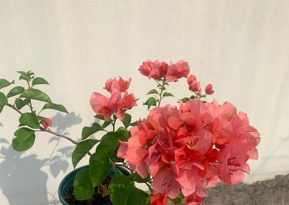 三角梅牙签苗冬季的养护方法是什么？如何确保三角梅牙签苗冬季的健康生长？