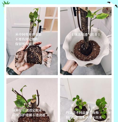 三角梅牙签苗冬季的养护方法是什么？如何确保三角梅牙签苗冬季的健康生长？