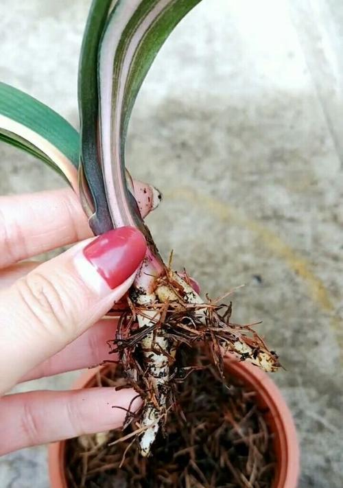 君子兰消毒水的制作步骤是什么？