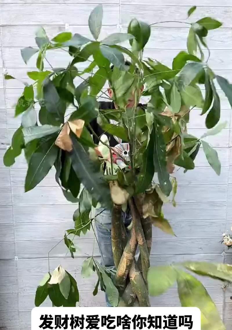 招财树叶子发黄干枯怎么了？可能的原因和解决方法是什么？