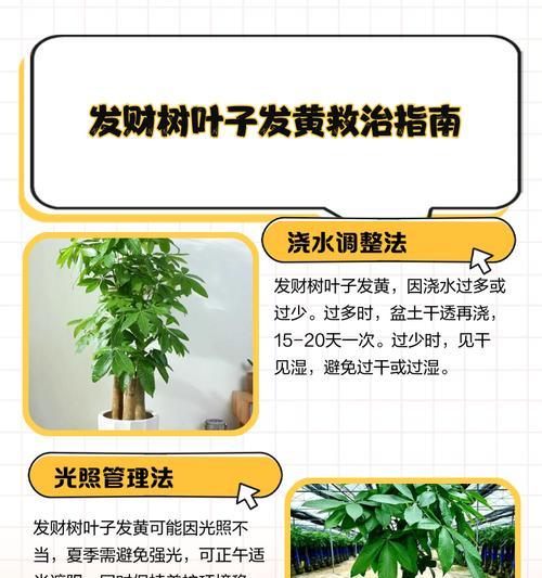 招财树叶子发黄干枯怎么了？可能的原因和解决方法是什么？