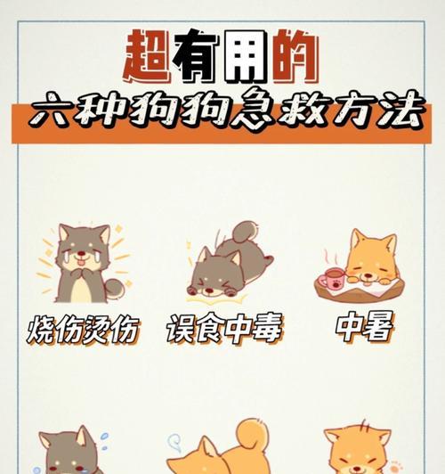 狗狗误食铁线莲中毒后应如何急救？