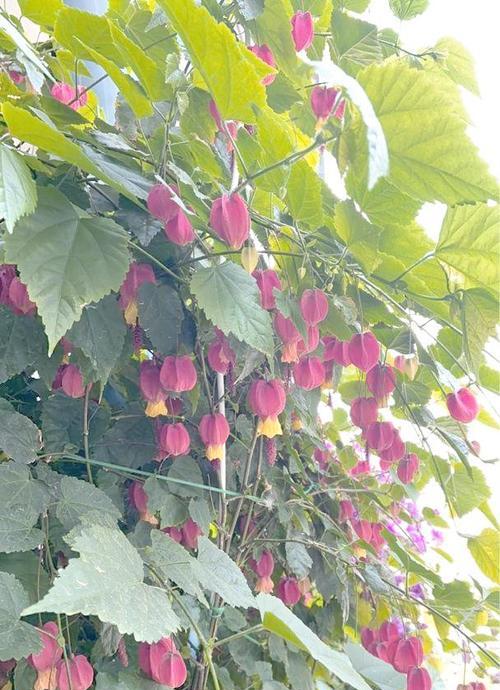 阳台落地窗前种植花卉有哪些推荐？
