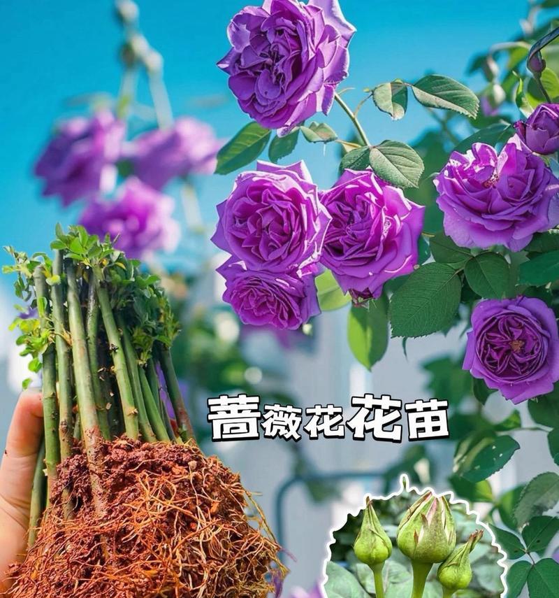 怎么栽种大棵月季花？步骤和技巧是什么？