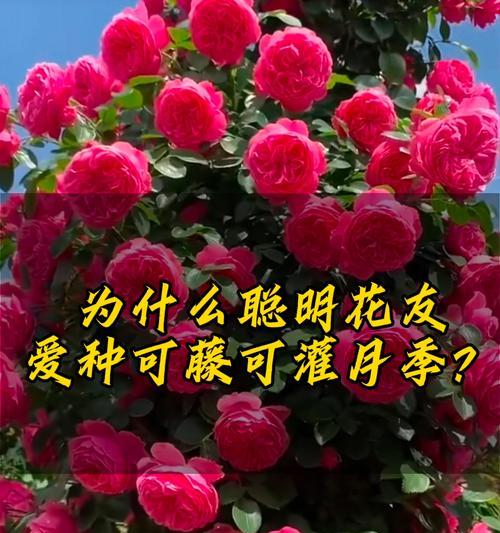 怎么栽种大棵月季花？步骤和技巧是什么？
