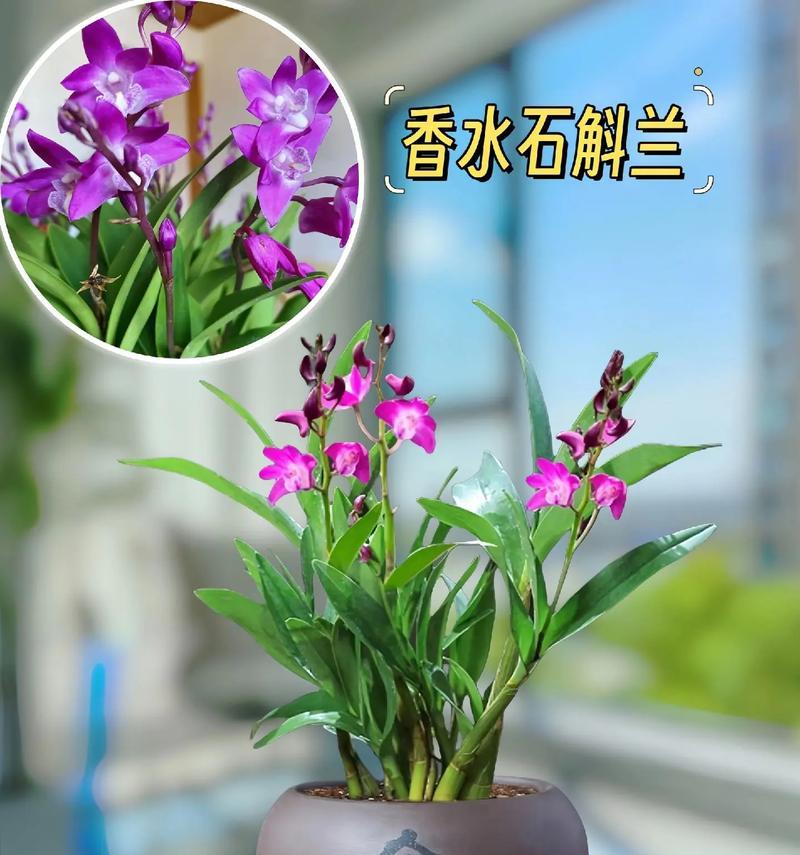 七彩石斛兰叶子发黄的处理措施是什么？