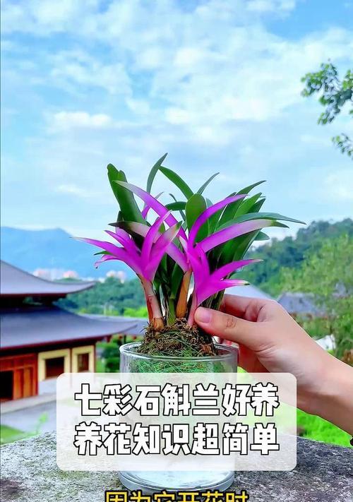 七彩石斛兰叶子发黄的处理措施是什么？