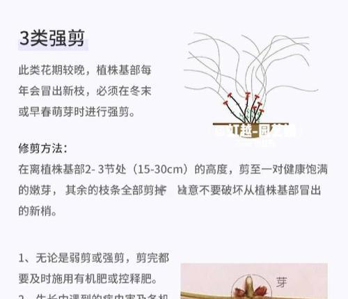 铁线莲老枝发芽后的处理方法是什么？