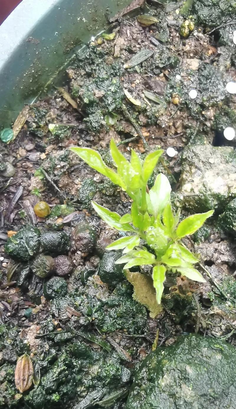 铁线莲老枝发芽后的处理方法是什么？