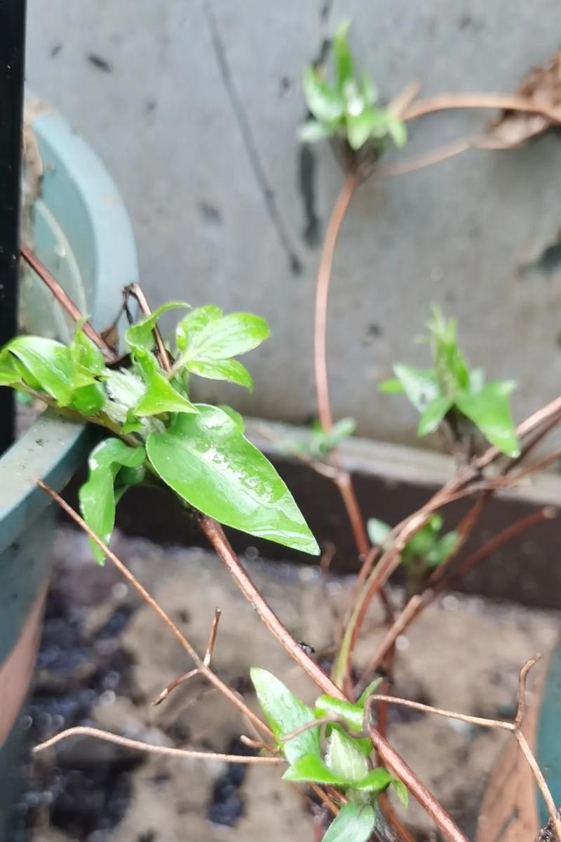 铁线莲老枝发芽后的处理方法是什么？