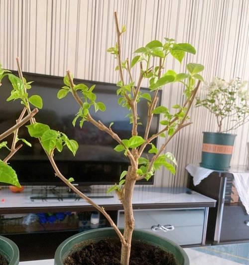 三角梅多枝多色品种如何养护？