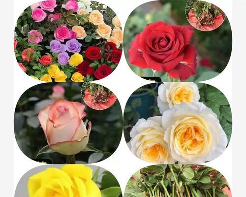 花卉种苗月季的种植步骤是什么？