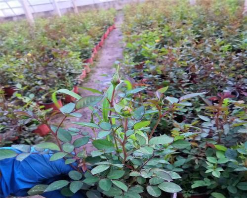花卉种苗月季的种植步骤是什么？