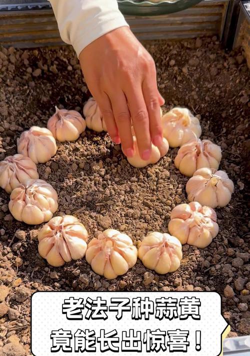 种植的蒜叶子发黄？如何进行有效处理？