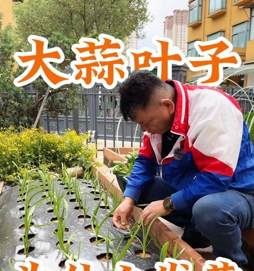 种植的蒜叶子发黄？如何进行有效处理？