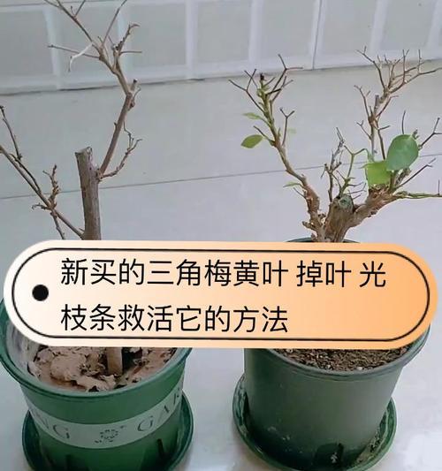 三角梅顶部断了如何培养新枝条？有哪些步骤？