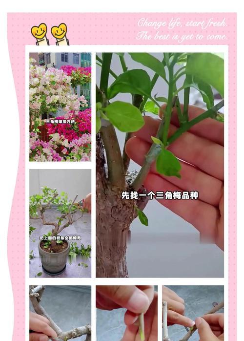 三角梅顶部断了如何培养新枝条？有哪些步骤？