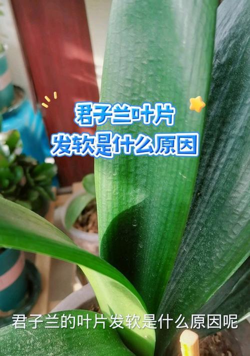 君子兰价格差异的原因是什么？