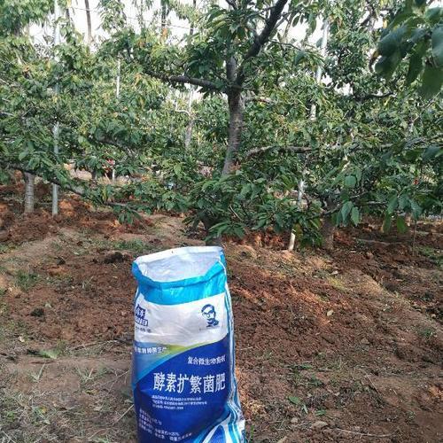 播种前使用什么肥料好？哪种肥料能促进种子发芽？
