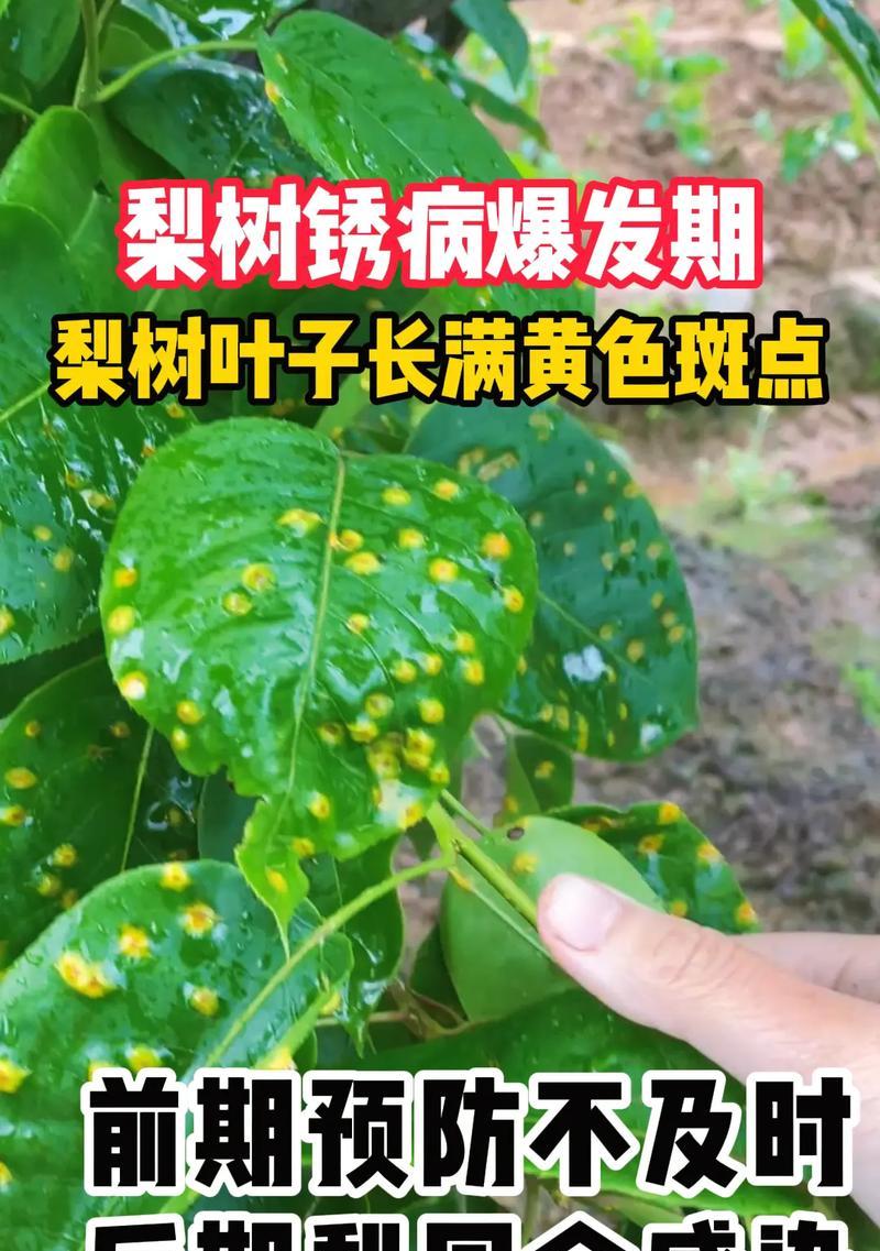梨树叶子发黄是什么原因？如何处理？