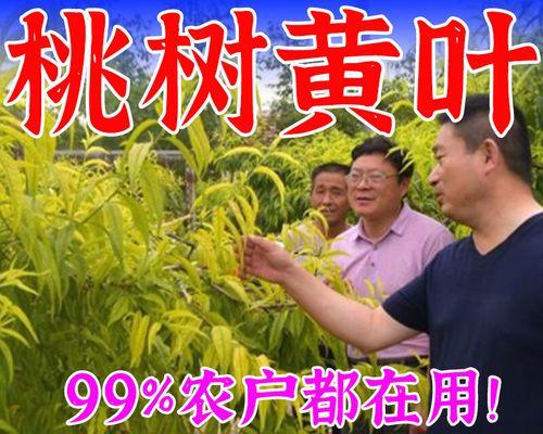 梨树叶子发黄是什么原因？如何处理？