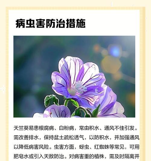 天竺葵金枪鱼的养殖方法是什么？