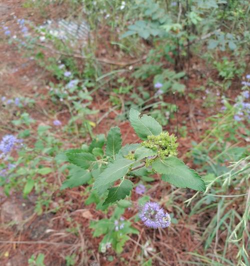 常见的玫瑰香草植物有哪些种类？