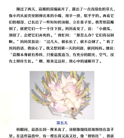 简易蒜苗栽培技术有哪些？怎样提高成活率？