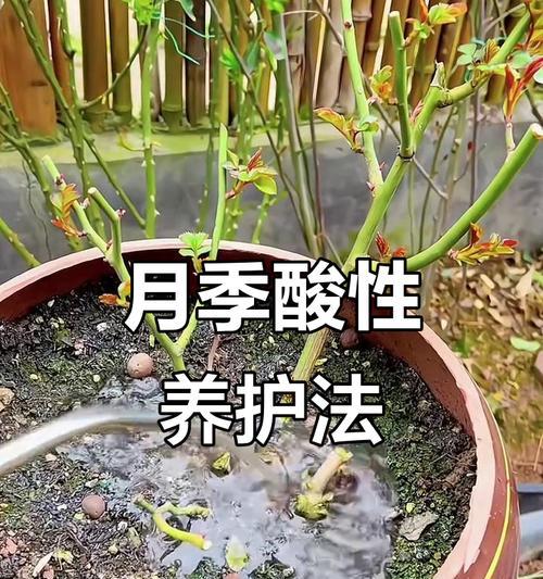 月季移栽后如何正确浇水？