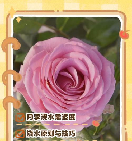 月季移栽后如何正确浇水？