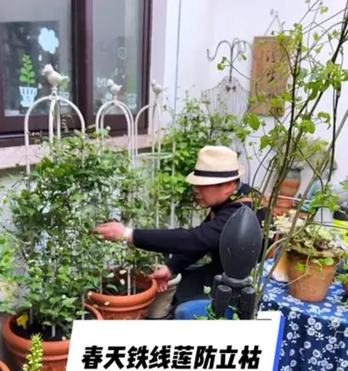 铁线莲养成大树的技巧有哪些？