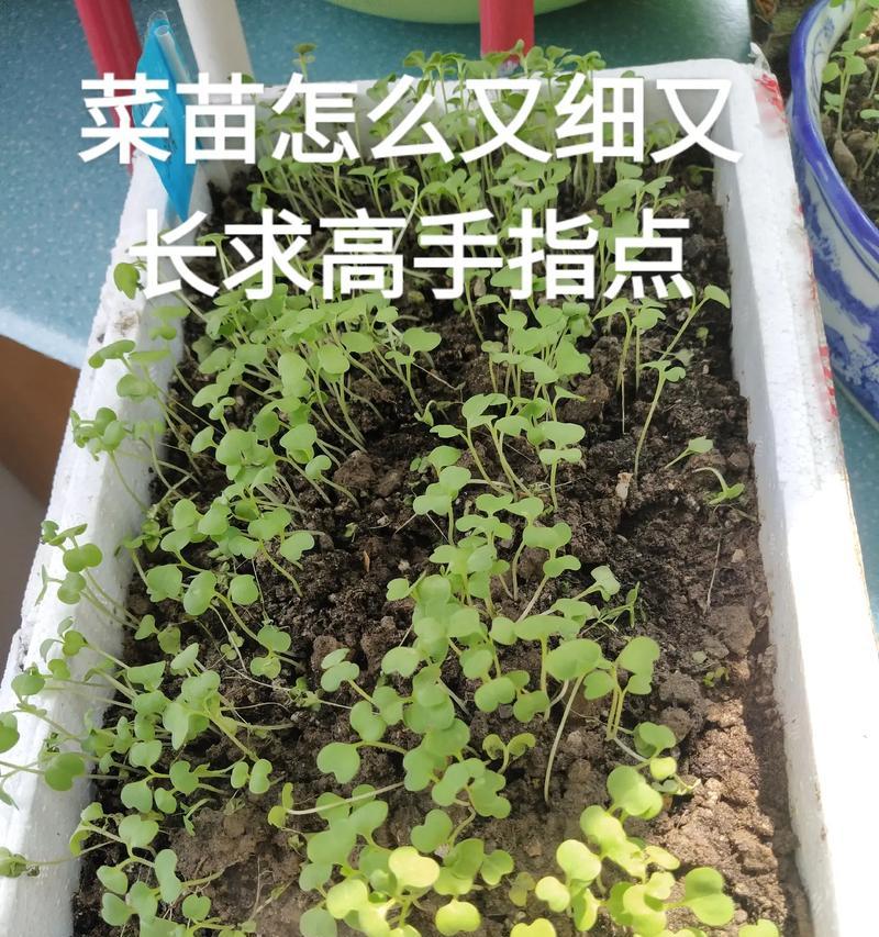上海青如何保存才能防止叶子发黄？
