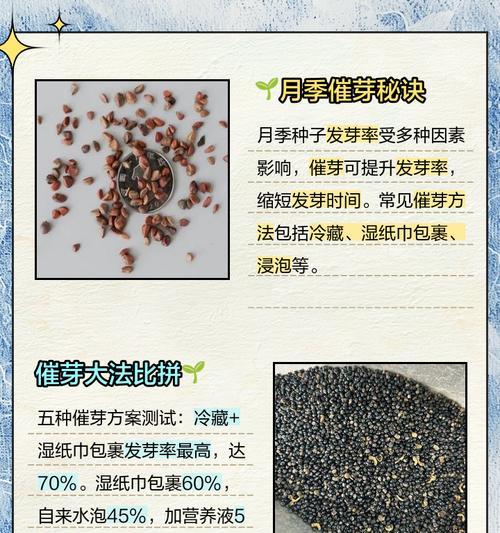 月季种子插杆种植的方法是什么？