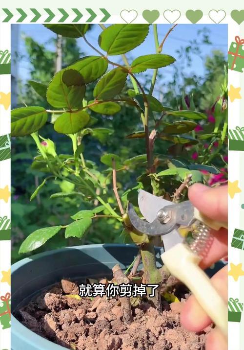 月季种子插杆种植的方法是什么？