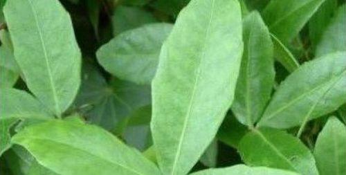 三叶青叶子发黄枯萎的原因及解决方法是什么？