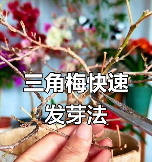 三角梅光杆发芽太长怎么办？如何修剪和管理？