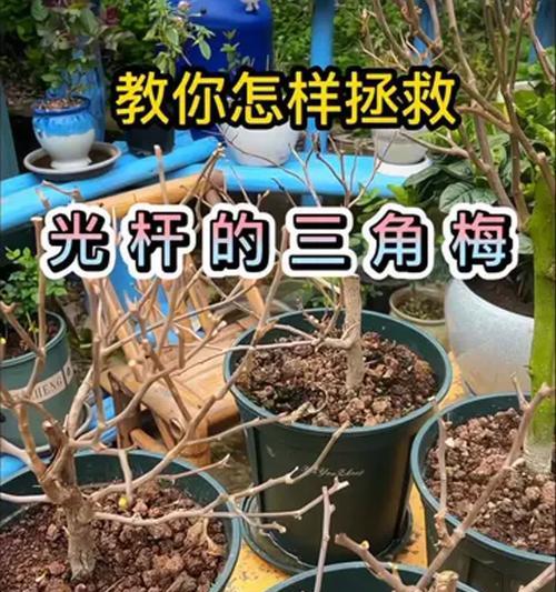 三角梅光杆发芽太长怎么办？如何修剪和管理？